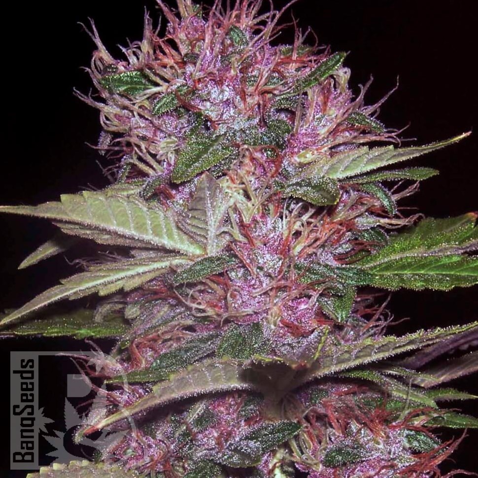 Семена каннабиса Sticky Blue feminised Ganja Seeds Семена каннабиса Sticky Blue feminised Ganja Seeds