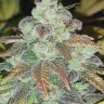 Семена каннабиса Sticky Blue feminised Ganja Seeds Семена каннабиса Sticky Blue feminised Ganja Seeds