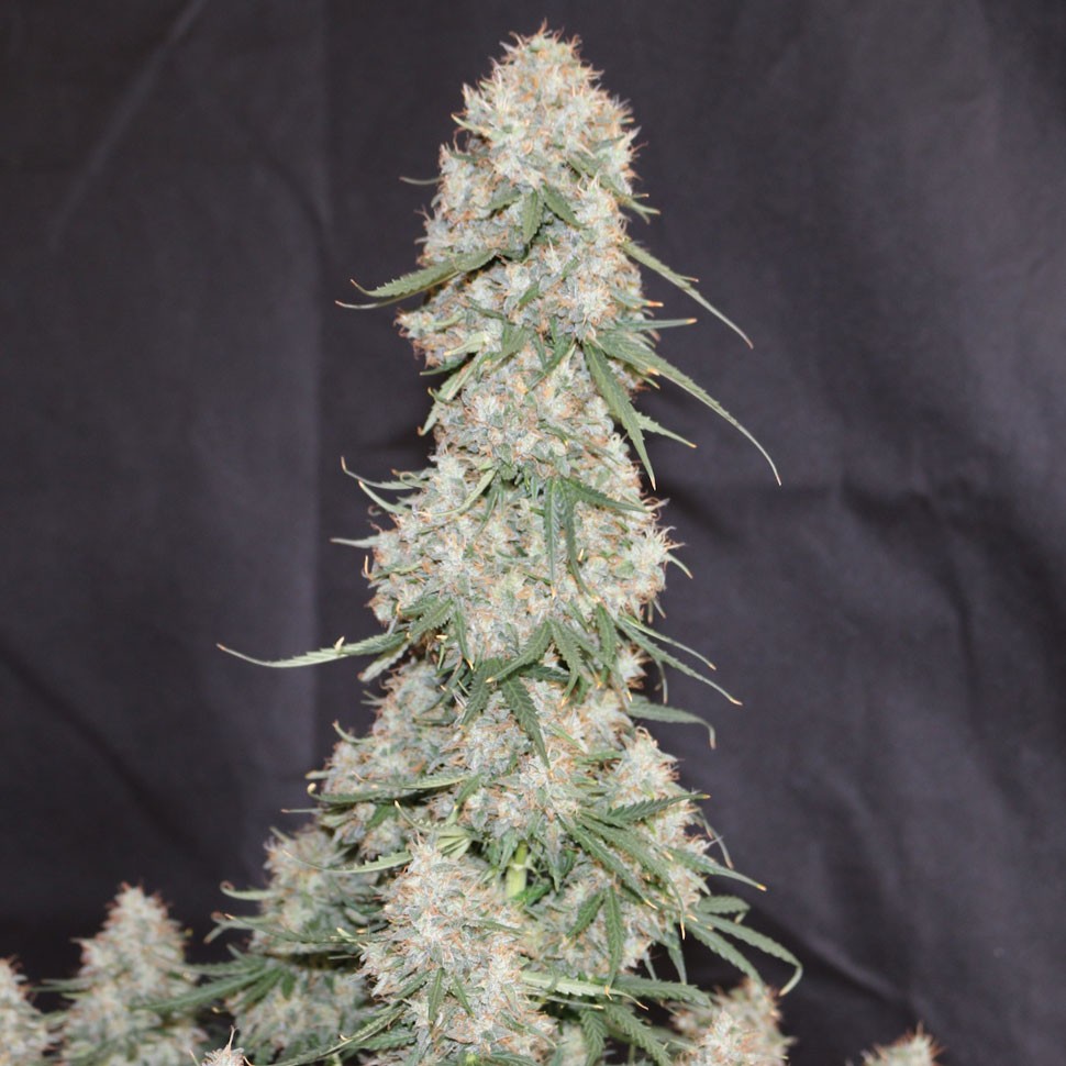 заказать семена конопли почтой Auto Blueberry regular заказать семена конопли почтой Auto Blueberry regular