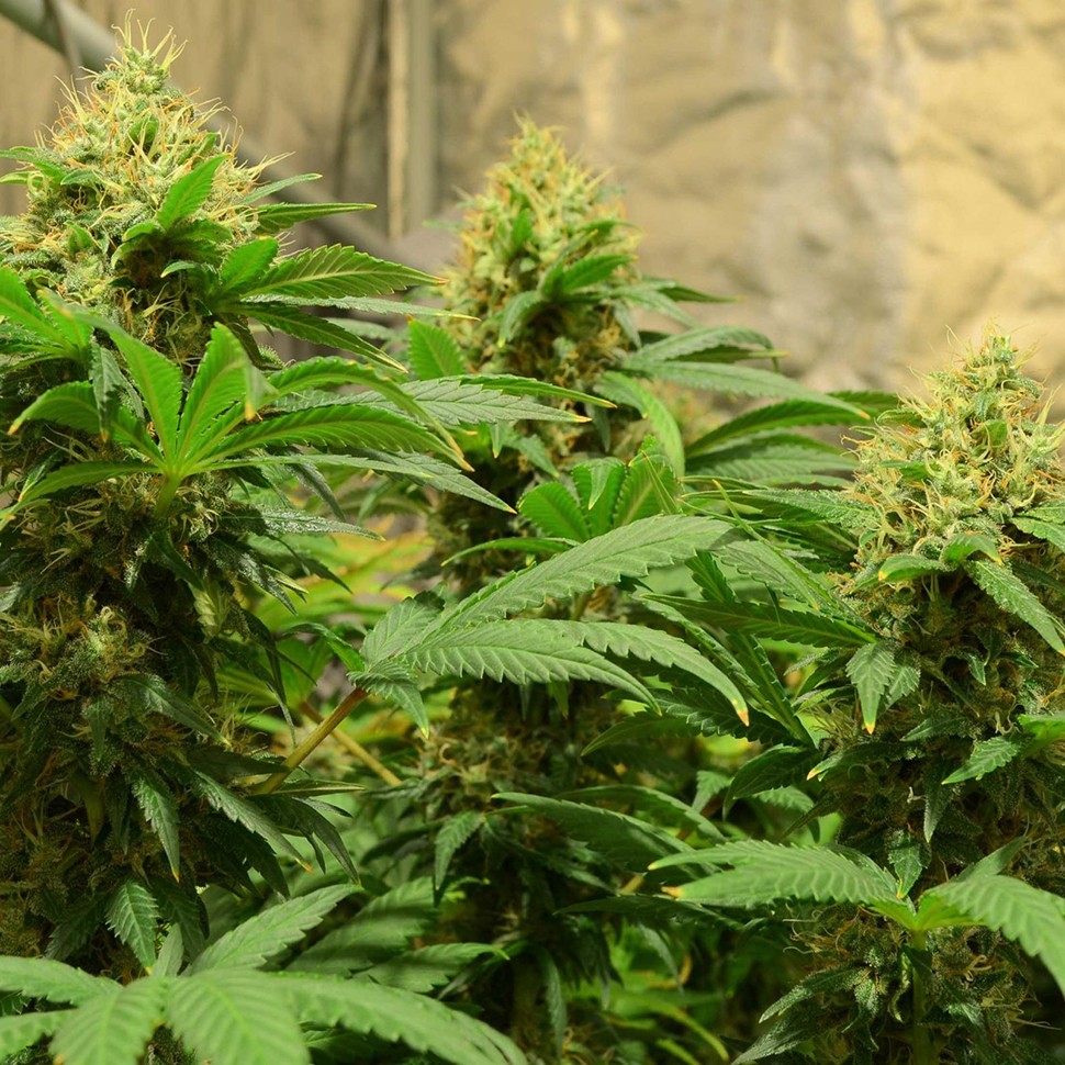 купить семена конопли с доставкой La Blanca reg купить семена конопли с доставкой La Blanca reg