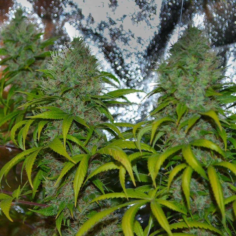 Семена ганжа La Blanca regular Ganja Seeds