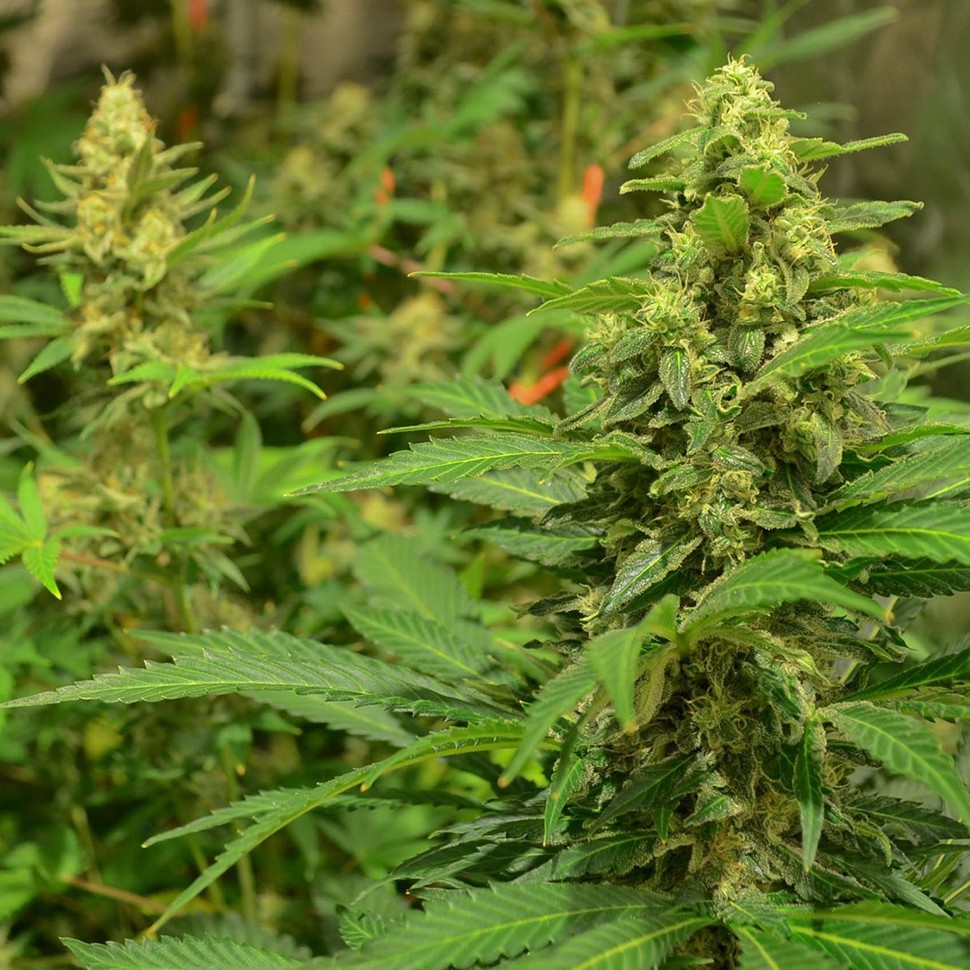 купить семена индийской конопли La Blanca reg купить семена индийской конопли La Blanca reg