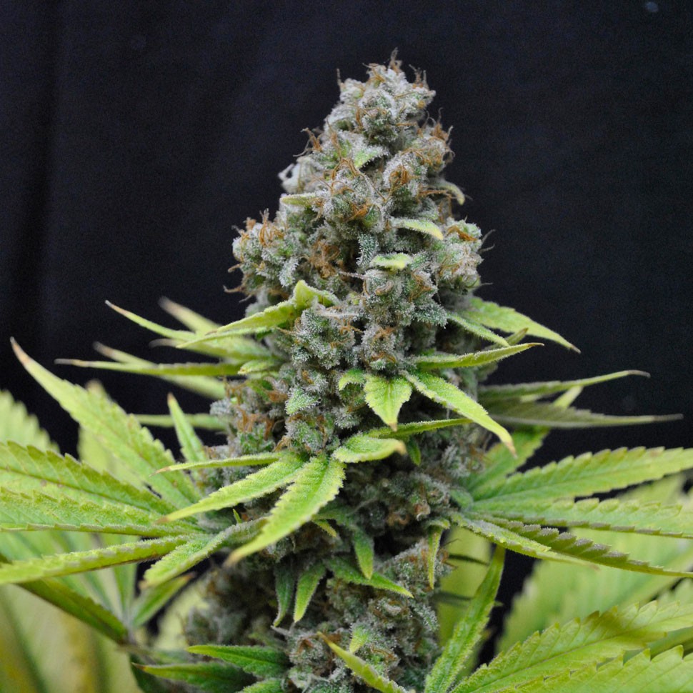 Семена ганжа Auto S.A.D. (Sweet Afgani Delicious) feminised Ganja Seeds