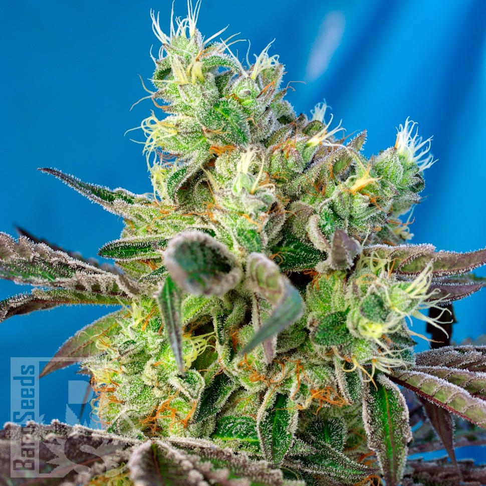Семена Do-Sweet-Dos feminised Ganja Seeds Семена Do-Sweet-Dos feminised Ganja Seeds