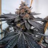Семена конопли Do-Sweet-Dos feminised Ganja Seeds Семена конопли Do-Sweet-Dos feminised Ganja Seeds