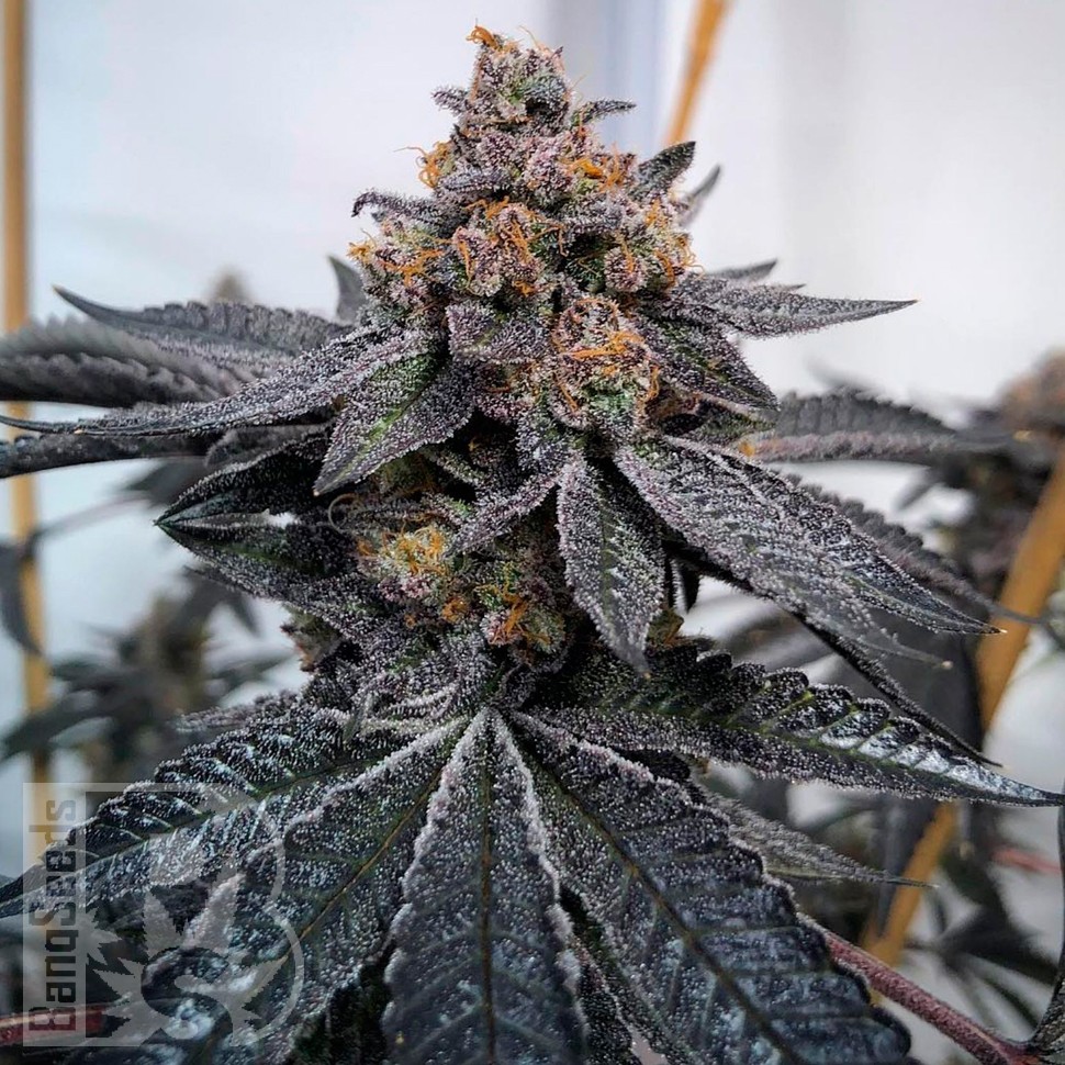 Семена конопли Do-Sweet-Dos feminised Ganja Seeds Семена конопли Do-Sweet-Dos feminised Ganja Seeds