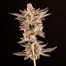 Do-Sweet-Dos feminised Ganja Seeds заказать Do-Sweet-Dos feminised Ganja Seeds заказать