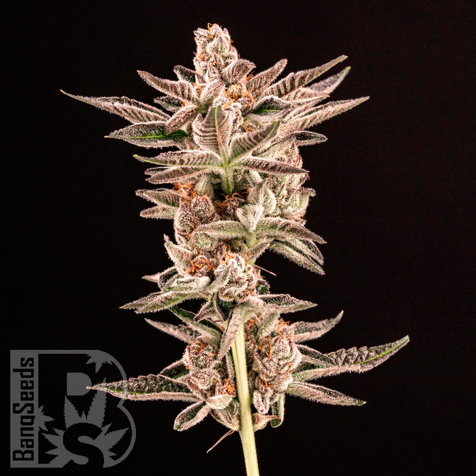 Do-Sweet-Dos feminised Ganja Seeds заказать Do-Sweet-Dos feminised Ganja Seeds заказать