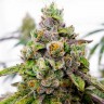 Do-Sweet-Dos feminised Ganja Seeds купить Do-Sweet-Dos feminised Ganja Seeds купить