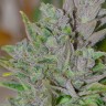 Blue Power feminised Ganja Seeds Blue Power feminised Ganja Seeds