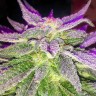 Blue Power feminised Ganja Seeds Blue Power feminised Ganja Seeds