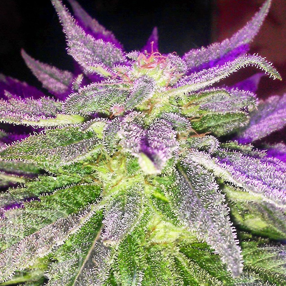 Blue Power feminised Ganja Seeds Blue Power feminised Ganja Seeds