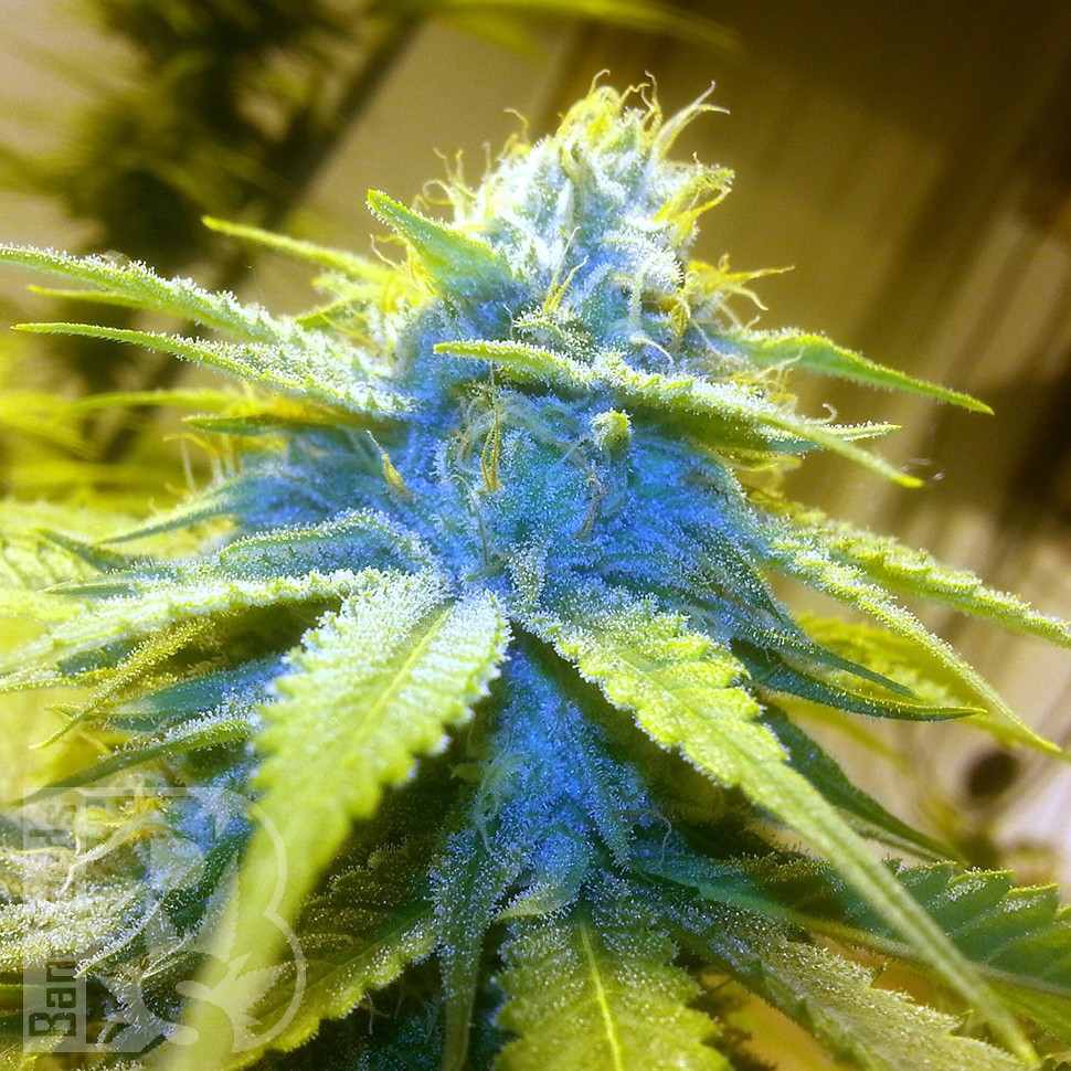 Blue Power feminised Ganja Seeds Blue Power feminised Ganja Seeds