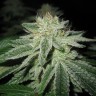 Blue Power feminised Ganja Seeds Blue Power feminised Ganja Seeds