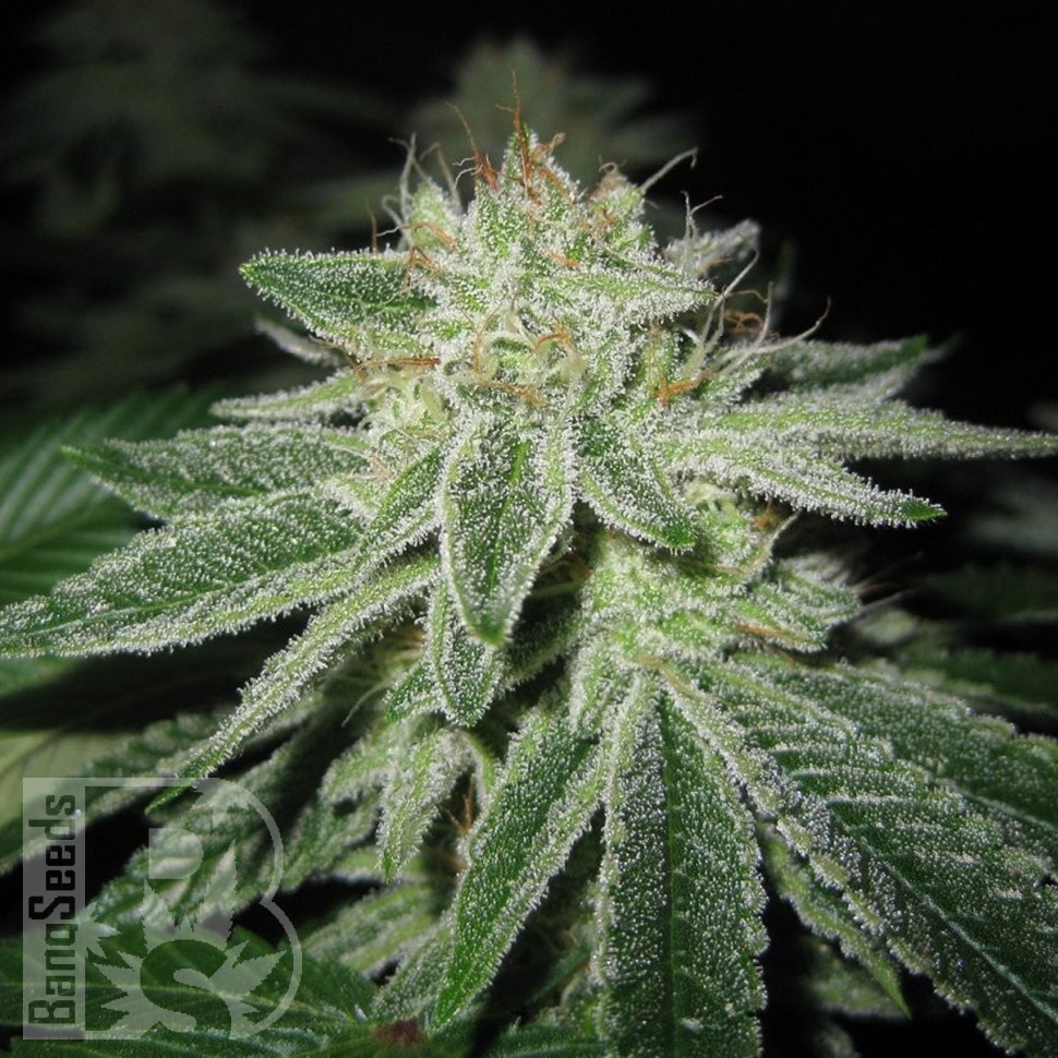 Blue Power feminised Ganja Seeds Blue Power feminised Ganja Seeds