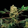 Blue Power feminised Ganja Seeds Blue Power feminised Ganja Seeds