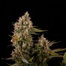 Blue Power feminised Ganja Seeds Blue Power feminised Ganja Seeds