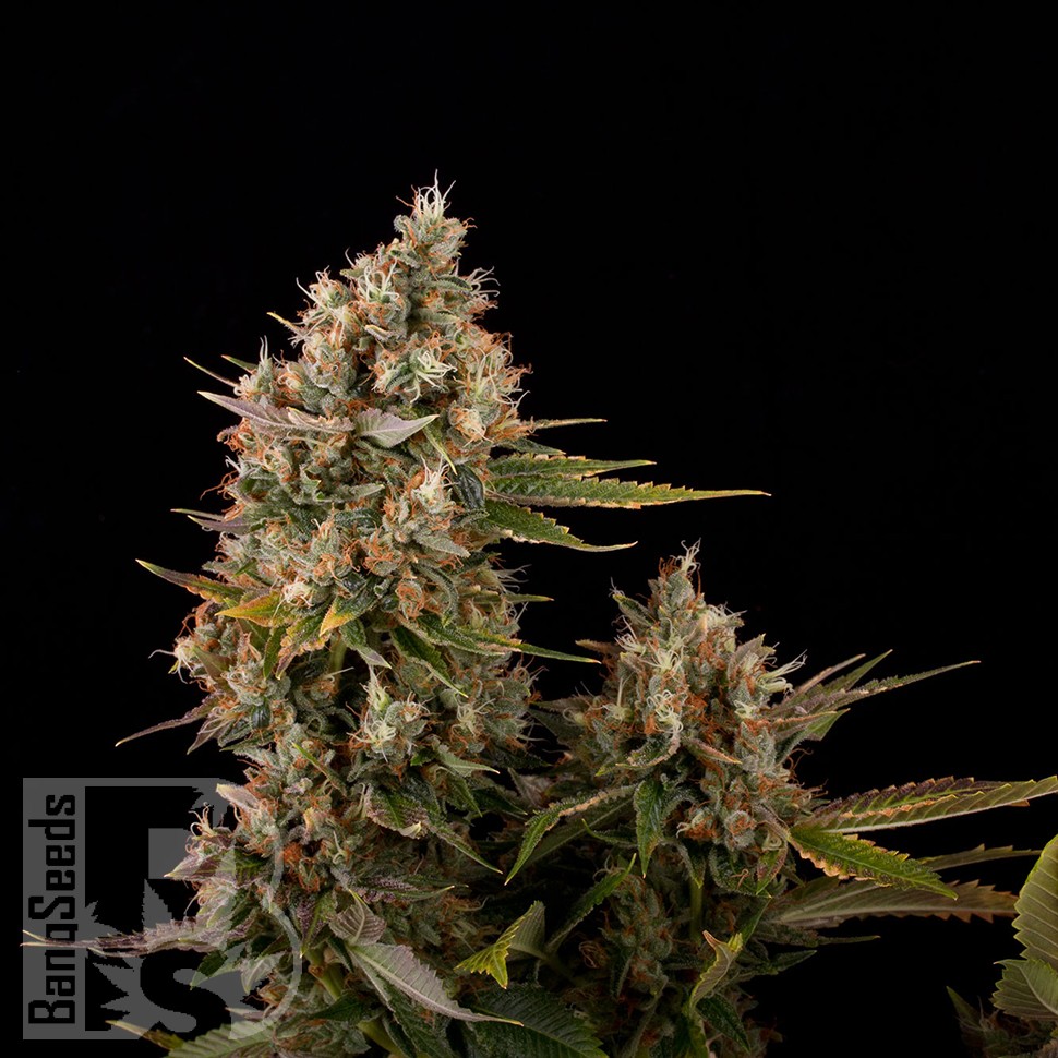 Blue Power feminised Ganja Seeds Blue Power feminised Ganja Seeds