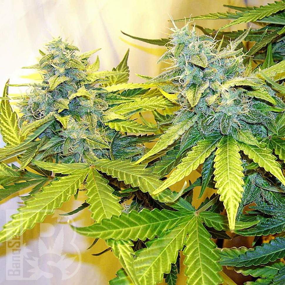 Blue Power feminised Ganja Seeds Blue Power feminised Ganja Seeds