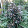 Blue Power feminised Ganja Seeds Blue Power feminised Ganja Seeds