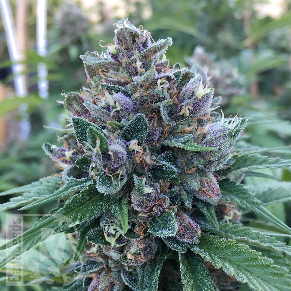 Blue Power feminised Ganja Seeds Blue Power feminised Ganja Seeds