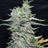 Blue Power feminised Ganja Seeds