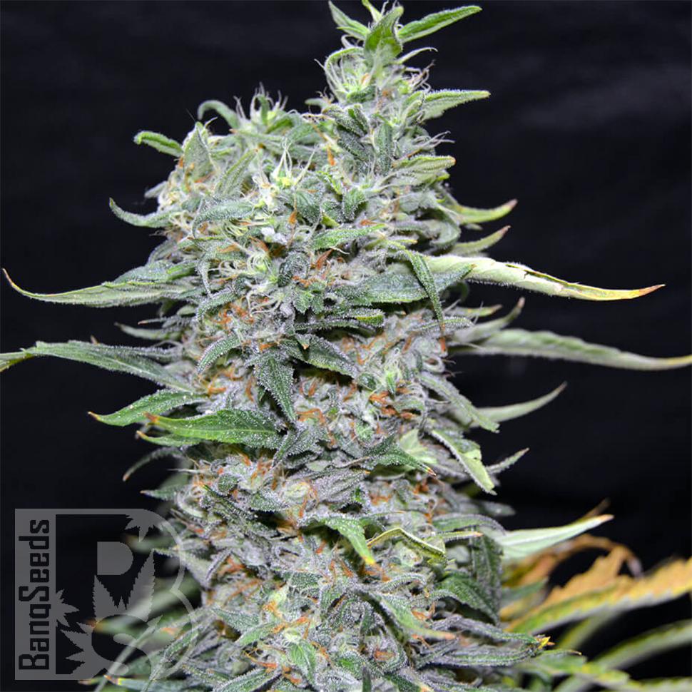 Blue Power feminised Ganja Seeds