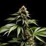 Blue Power feminised Ganja Seeds Blue Power feminised Ganja Seeds