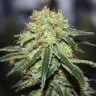 Семена ганжа Super Bud feminised Ganja Seeds Семена ганжа Super Bud feminised Ganja Seeds
