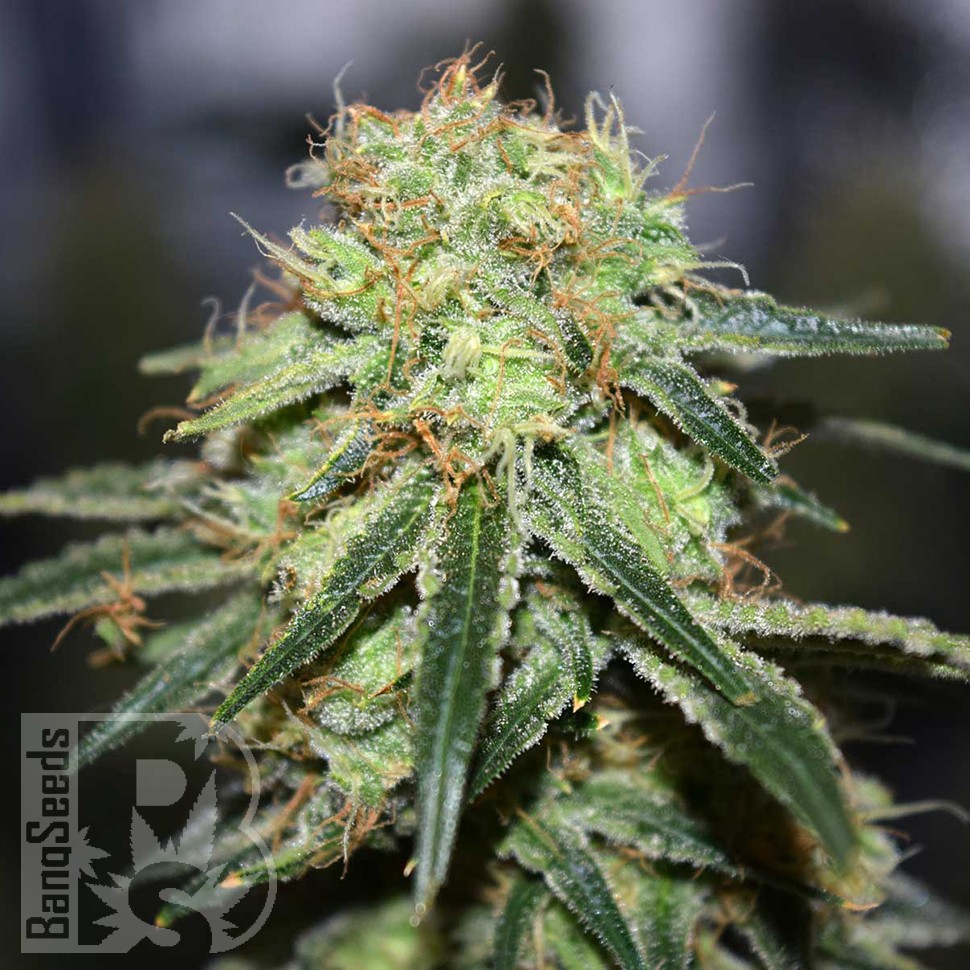 Семена ганжа Super Bud feminised Ganja Seeds