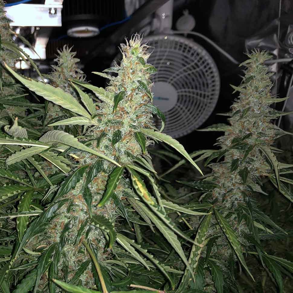 купить семена конопли элитных сортов Blue AK reg купить семена конопли элитных сортов Blue AK reg