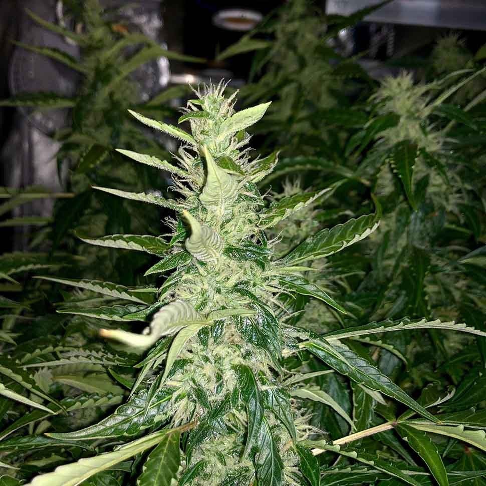 купить семена конопли в интернете Blue AK reg купить семена конопли в интернете Blue AK reg