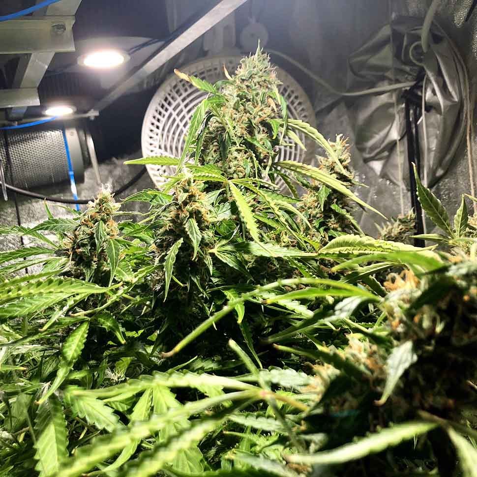 семена конопли скороспелый купить Blue AK reg семена конопли скороспелый купить Blue AK reg