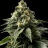 Семена конопли Himalaya Blue Diesel regular Ganja Seeds Семена конопли Himalaya Blue Diesel regular Ganja Seeds