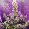 Семена конопли Himalaya Blue Diesel regular Ganja Seeds Семена конопли Himalaya Blue Diesel regular Ganja Seeds