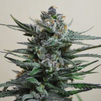 Auto Blue Acid regular Ganja Seeds