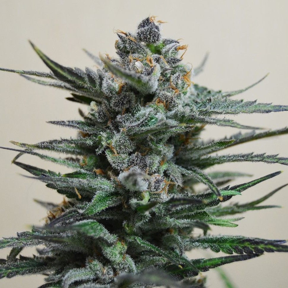Семена конопли Auto Blue Acid regular Ganja Seeds