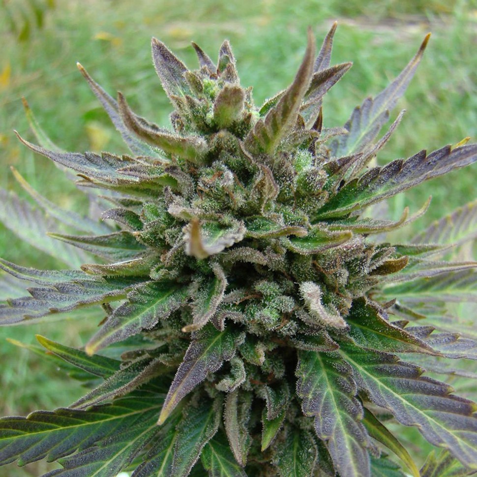 семена культурной конопли купить Auto Blue Acid regular семена культурной конопли купить Auto Blue Acid regular