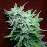 купить семена конопли индика Auto Blue Acid regular купить семена конопли индика Auto Blue Acid regular