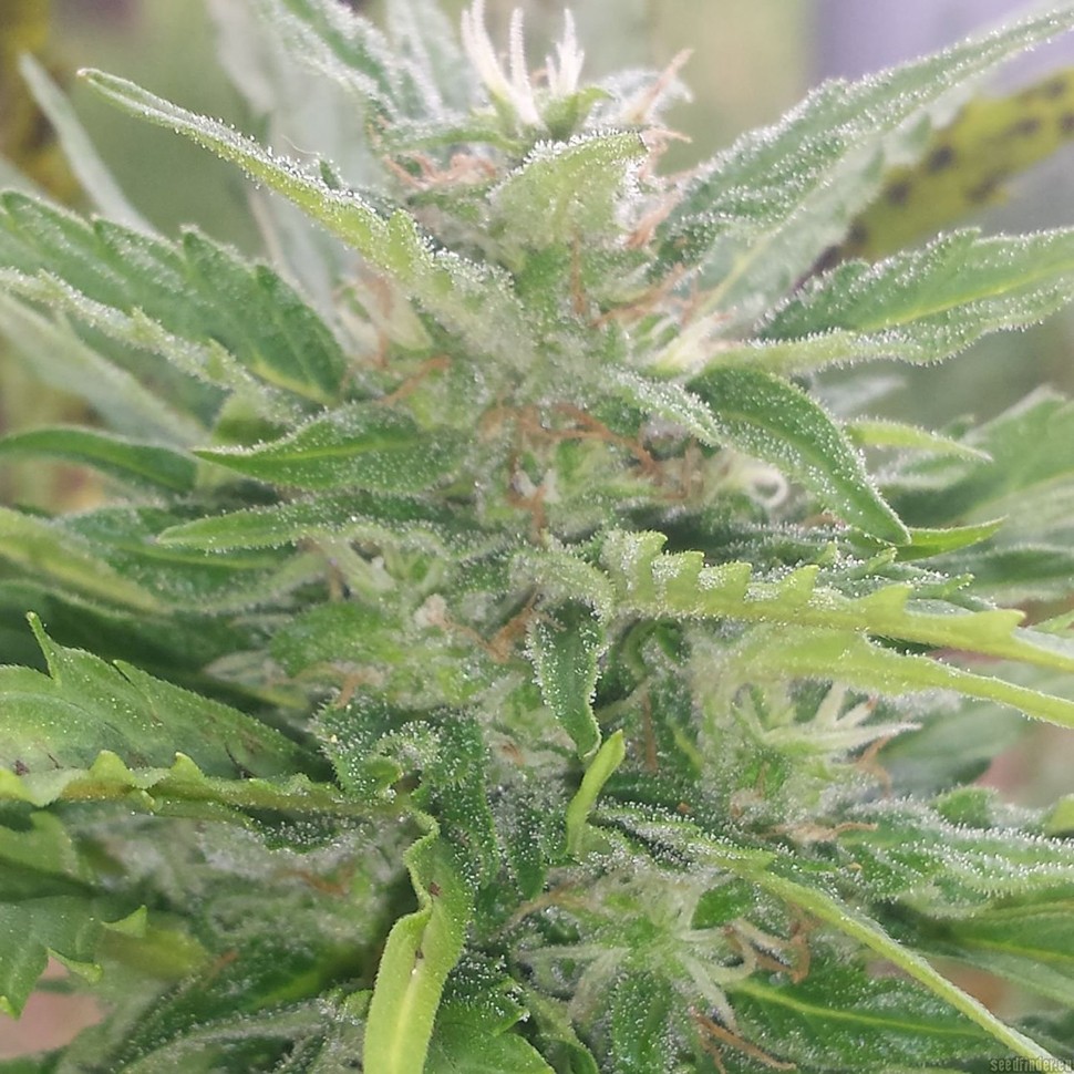 заказать семена конопли Auto Blue Acid regular заказать семена конопли Auto Blue Acid regular