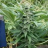 заказ семян конопли Auto Blue Acid regular заказ семян конопли Auto Blue Acid regular