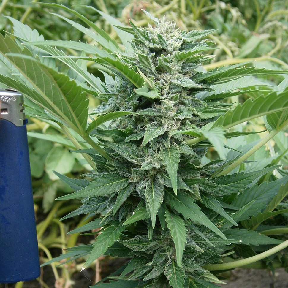заказ семян конопли Auto Blue Acid regular заказ семян конопли Auto Blue Acid regular