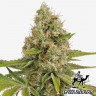 купить семена сортовой конопли OG Kush feminised купить семена сортовой конопли OG Kush feminised