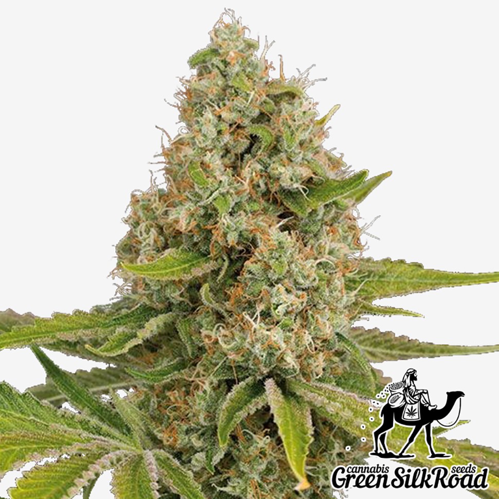 Семена марихуаны OG Kush feminised Green Silk Road Seeds