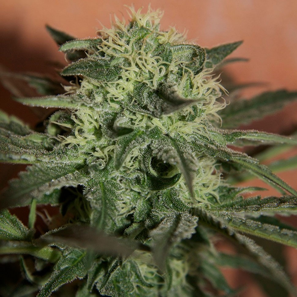 Auto Super Lemon Haze CBD feminised Ganja Seeds Auto Super Lemon Haze CBD feminised Ganja Seeds