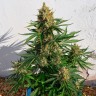 качественные семена конопли Auto Super Lemon Haze CBD feminised Ganja Seeds качественные семена конопли Auto Super Lemon Haze CBD feminised Ganja Seeds