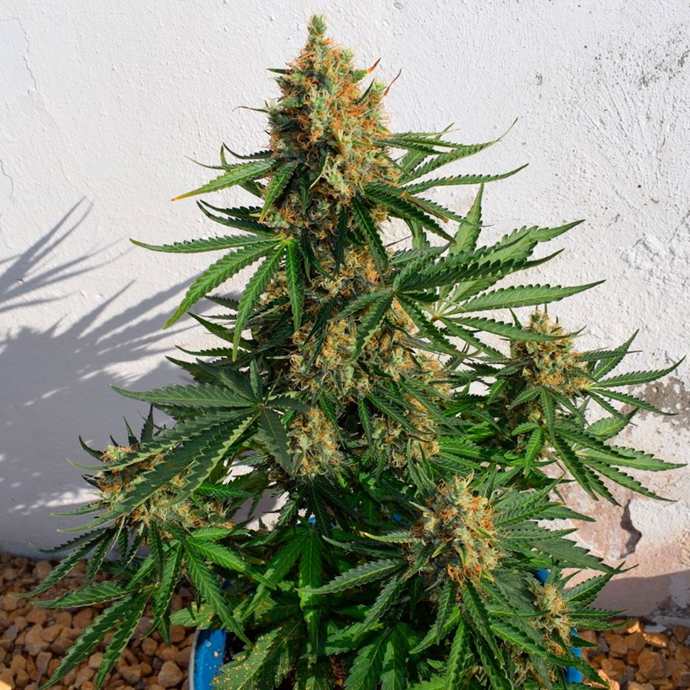 качественные семена конопли Auto Super Lemon Haze CBD feminised Ganja Seeds качественные семена конопли Auto Super Lemon Haze CBD feminised Ganja Seeds
