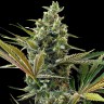 Семена конопли Auto Super Lemon Haze CBD feminised Ganja Seeds Семена конопли Auto Super Lemon Haze CBD feminised Ganja Seeds