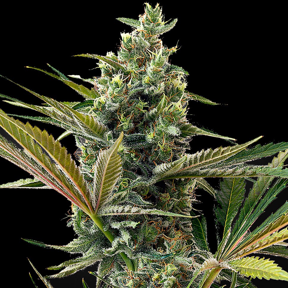 Семена ганжа Auto Super Lemon Haze CBD feminised Ganja Seeds