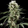 семена конопли недорого Auto Super Lemon Haze CBD feminised Ganja Seeds семена конопли недорого Auto Super Lemon Haze CBD feminised Ganja Seeds